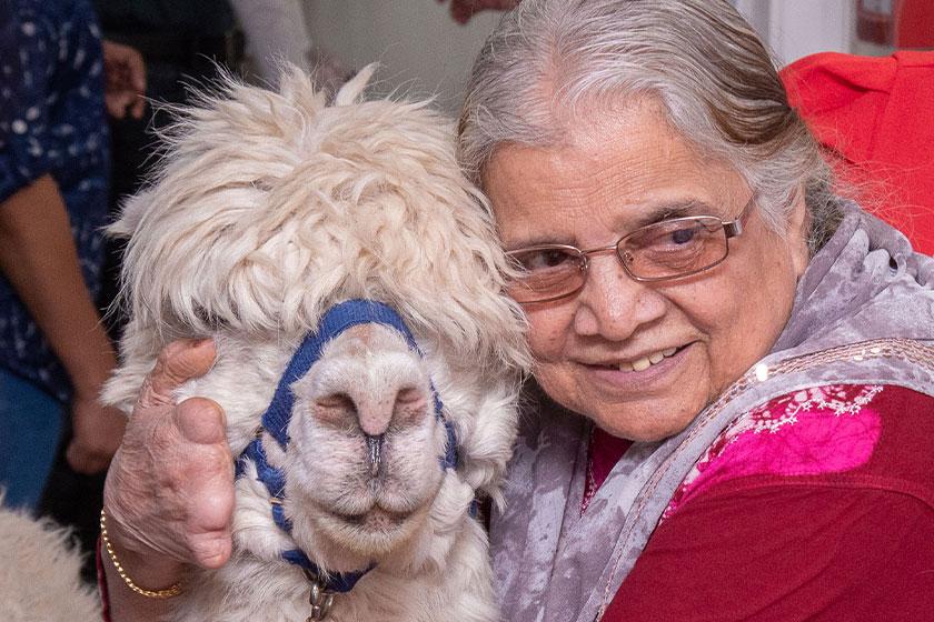 Resident Mrs Vanat at Asra House Residential Care Home in Leicester with a visiting Alpaca