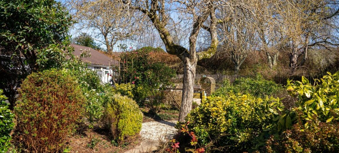 The Woodland, garden A peaceful garden with lush greenery, a winding path, and a cozy bench beneath a large tree. Offering a calm, relaxing space.