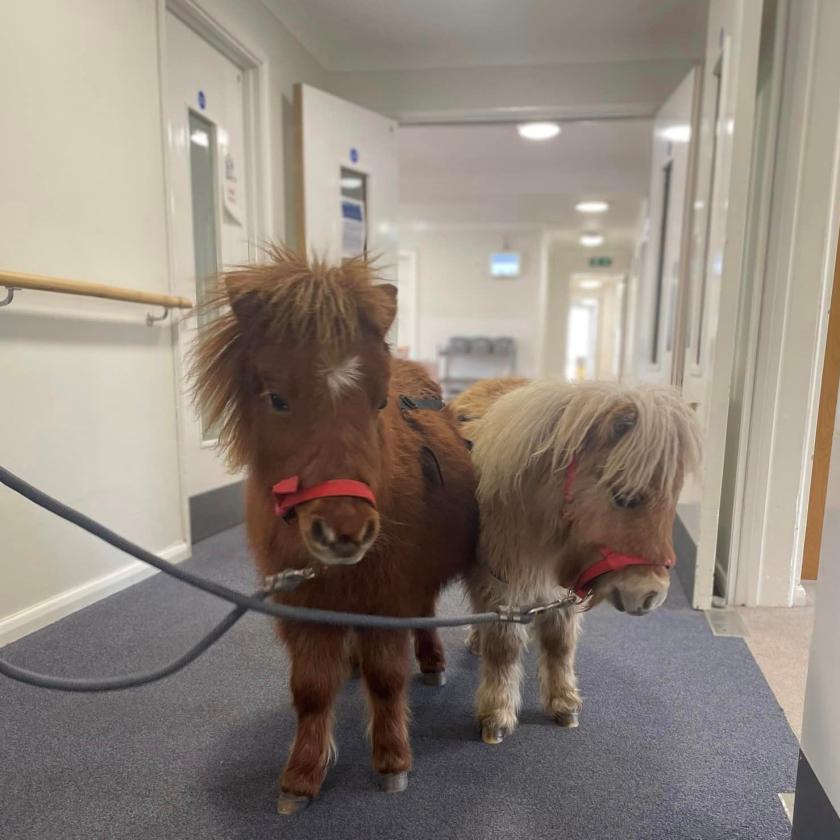 Ponies, Peanut and Whizzle, visiting Ivydene